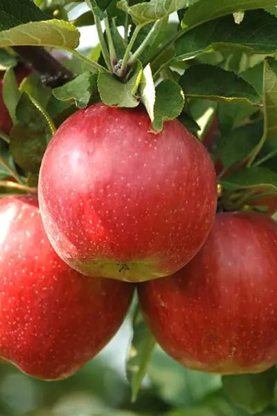 Three apples on a branch