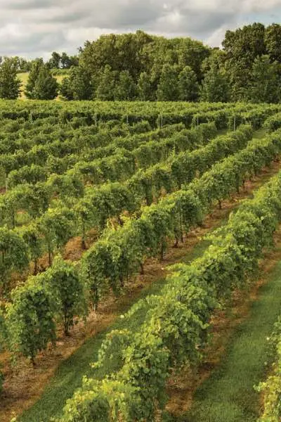 A vineyard