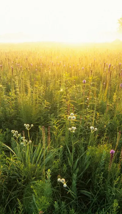 A green field at sunset.