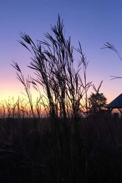 Sunset field with grass