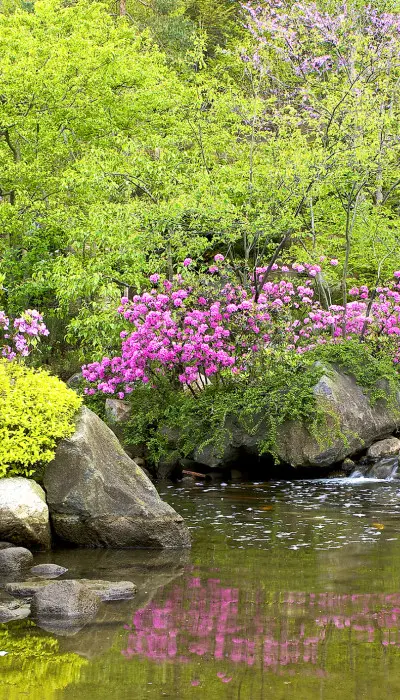 Pond at the Anderson Garden.