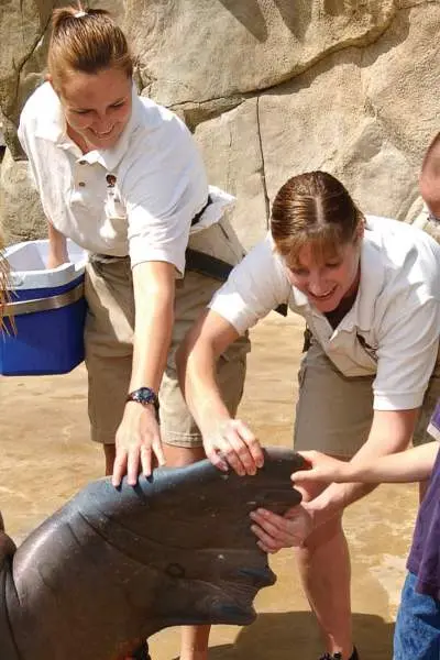 Family meeting a walrus at Brookfield Zoo, Illinois