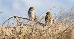 Two birds on a branch