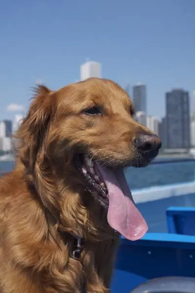 Dog on a boat